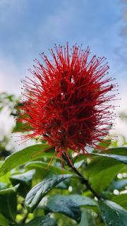 Jilan Homestay - Bentota - 1