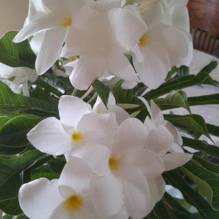 Melrose Beach Apartments Inc - 2