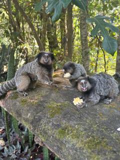 Quarto privativo no Quintal dos Sonhos - 5