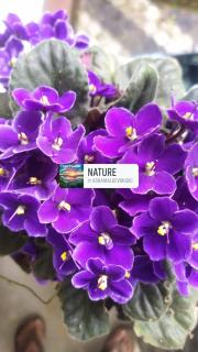 Mayoorvihar home stay Sulthaan Bathery Wayanad Kerala - Sultan Bathery - 0