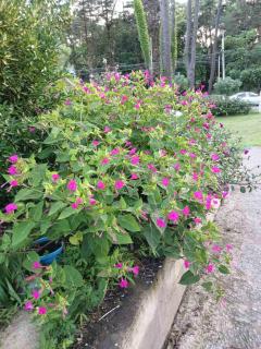 Private Cottage at the Black sea - 3