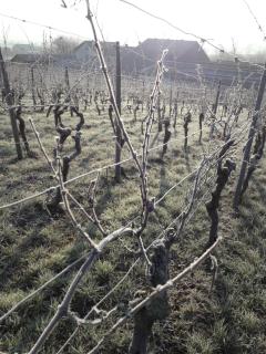 Weingut Will & Würz Riesling - Schwaigern - 6