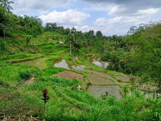 Linkgreen Homestay Lombok - Tetebatu - 2
