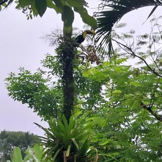 Flor de bambú - Uvita - 2