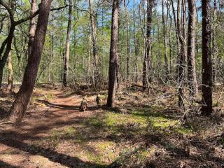 Forest home for 2 to 8 persons including hottub and sauna - Norg - 7