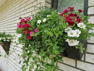 Ferienwohnung Schwalbennest - 1