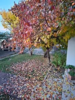 Apartments Villa Boris - Ohrid - 9