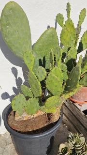 Maison d'hôtes MOURENIA Aroue - 3