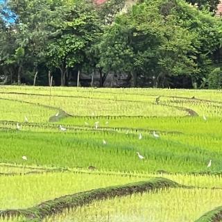 Garden House Rice Field and Mountain View - 5