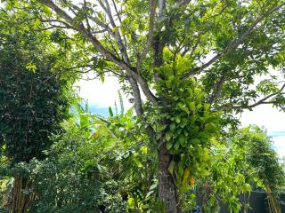 The Green Haven Villa - 0