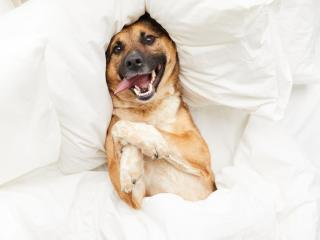 Apartamentos Mar de Oropesa 3000 - 5