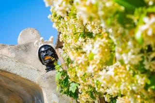 Villa Donna Antonia - Amalfi Coast - 4