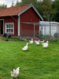 Täppans B&B - Ålberga - 8