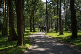 Crystal Kuruva Nature Resort & Spa - 6