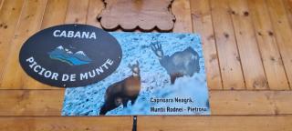 Cabana Picior de munte - Birt - 1