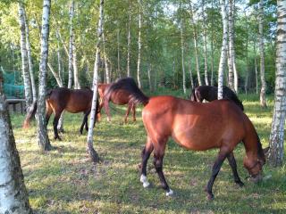 Przystań pod lasem Konarzew 71 -  - 1