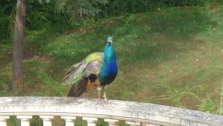 Le Manoir - Tarare - 9