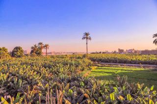 LUXOR DREAM - Panoramic Villa - Luxor - 8