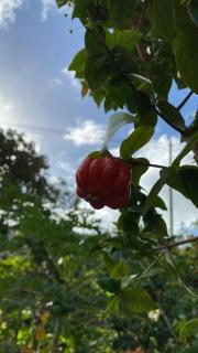 Urban Farm - Machico - 3