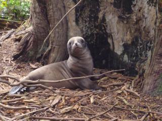 Kepplestone by the Sea - The Catlins - New Haven - 1