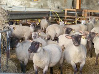 Gîte et camping à la ferme avec espace détente - Profitez de la campagne du Berry - FR-1-591-558 - 2