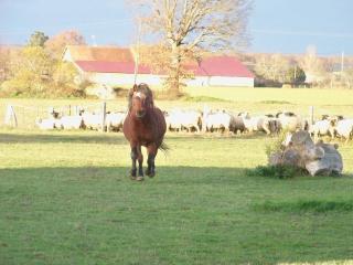 Gîte et camping à la ferme avec espace détente - Profitez de la campagne du Berry - FR-1-591-558 - 1