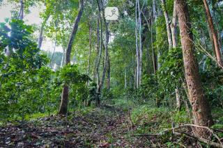 Baan Saket Dao, Ban Saket Dao, Doi Saket, Chiang Mai - Doi Saket - 2