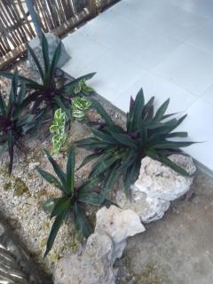 07 Matemwe B&B - 2