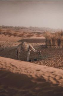 The oasis chalet - Bidiyah - 6