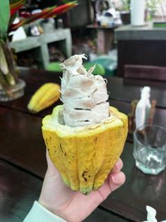 Kakao Lodge & Garden Río Celeste - 1