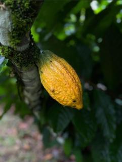 Río Celeste, Cacahua Lodge - 7