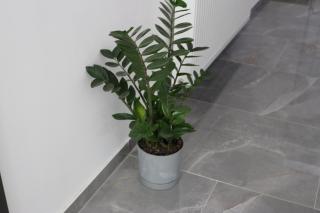 Guest House Neno - 4