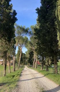 Azienda Agricola il Borgo di Sant'Elia - Castel SantʼElia - 9