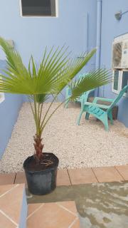 Sunset heights 2 bedroom appartment - Willemstad - 3