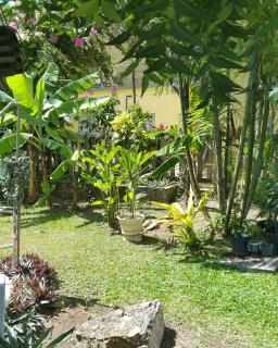 Bananaquit Tobago -Stay Near the Beach - Crown Point - 5