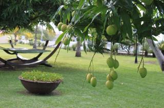 Radisson Grenada Beach Resort - Grand Anse - 8