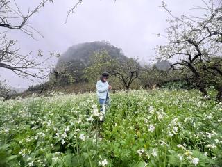 AIEM Moc Chau - Mộc Châu - 6
