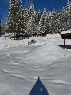 Casa din Curtea cu cai - 5