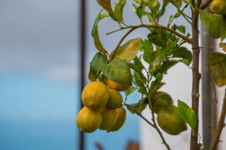 The Lemon Factory - Chío - 3