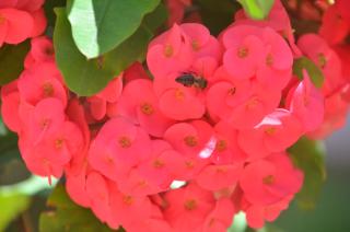 Green Palm Self Catering - Anse aux Pins - 5