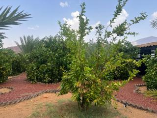 مزرعةبرتقالOrange farm - 9