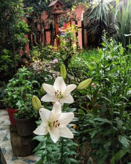 a beautiful house on the Near the Bosphorus in Istanbul wonderful garden - 1