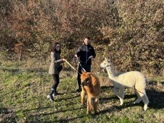 Il Castellare - Poggioni - 7