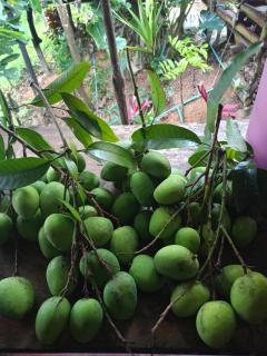 Easylife Bungalow - 3