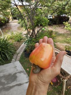 Suite dupla ampla, 700m praia de Vilas, 10 minutos aeroporto Salvador - 3