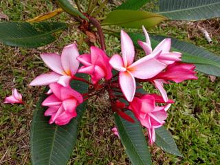 Easylife Bungalow - 6