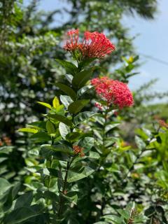 Alpinia bungalow - Sainte-Anne - 1