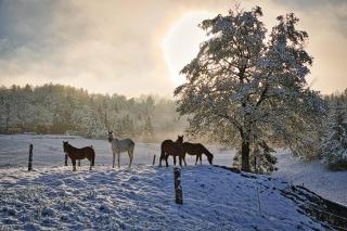 Farm Stay Ana - Višnja Gora - 6