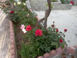 Rose Garden Cottage - Katochori - 3