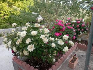 Rose Garden Cottage - Katochori - 1
